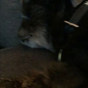 Meet your Posher, Bertha